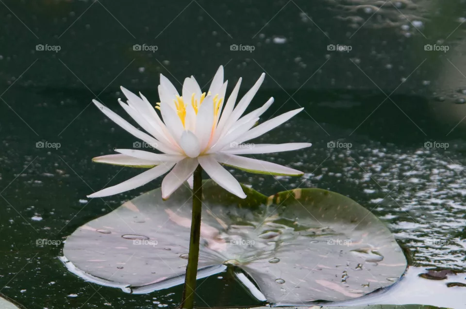 lilly