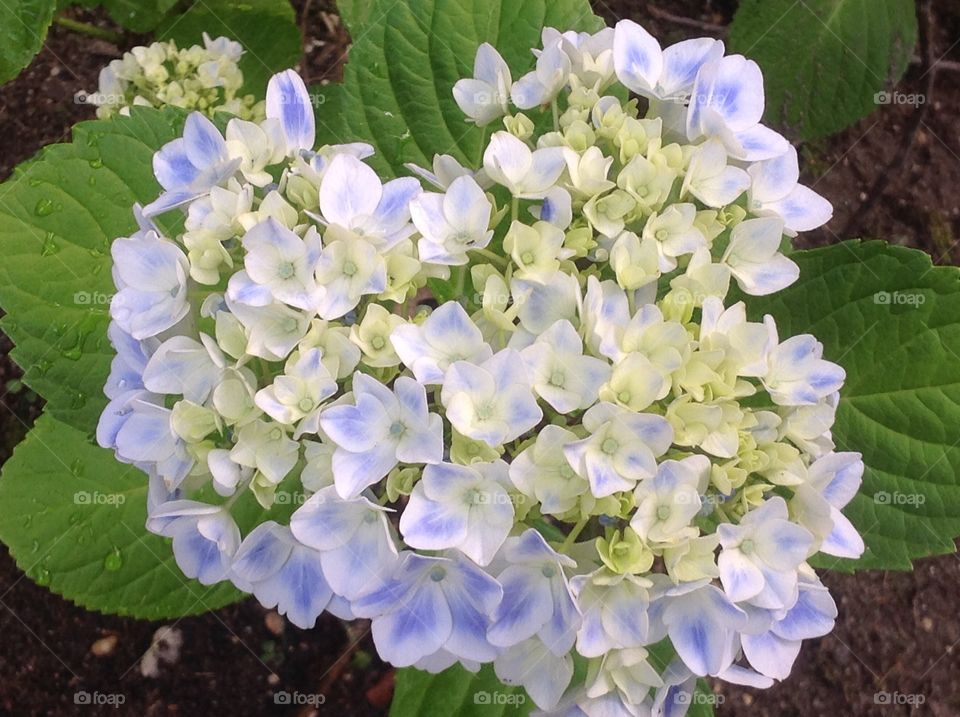 Beautiful hydrangea.