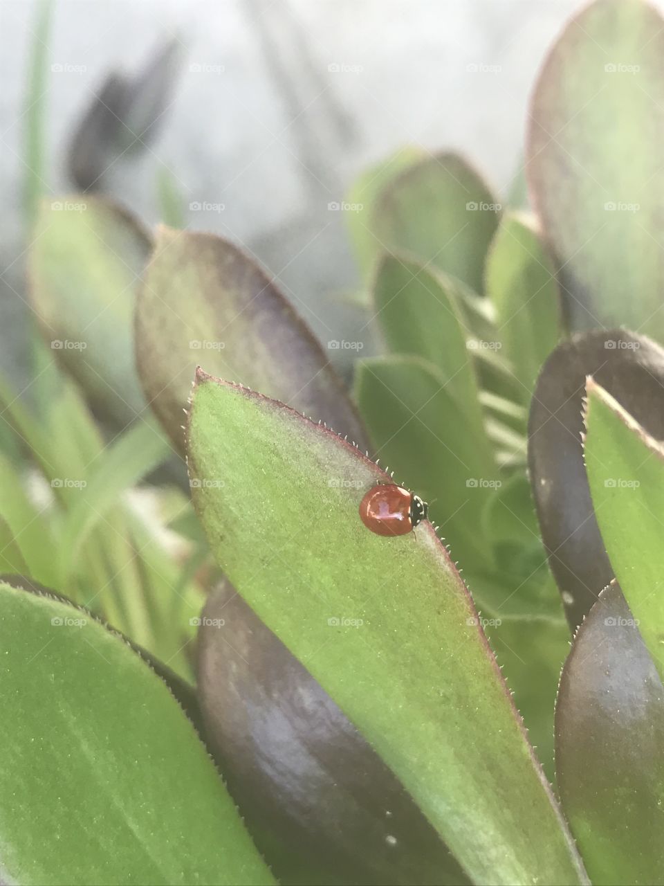 Ladybug on succulent aeonium leaf