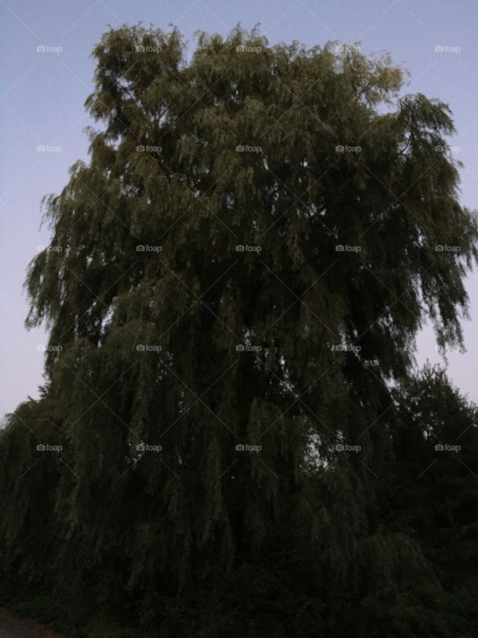 Willow at Twilight