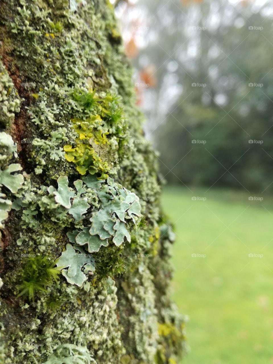lichen on tree