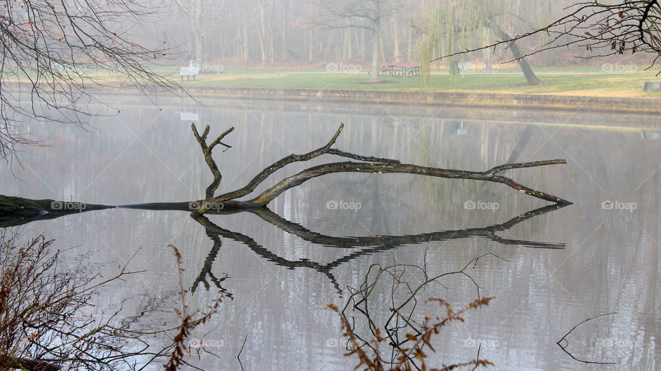 Fallen Tree and its Reflection on a Pond