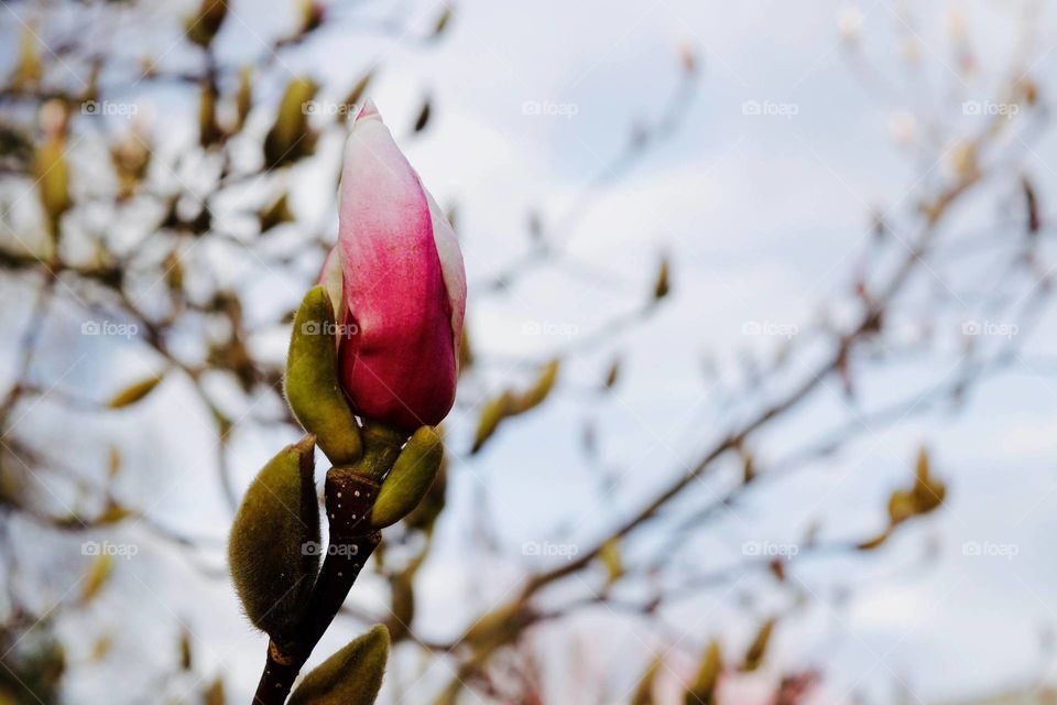 Magnolia start blooming