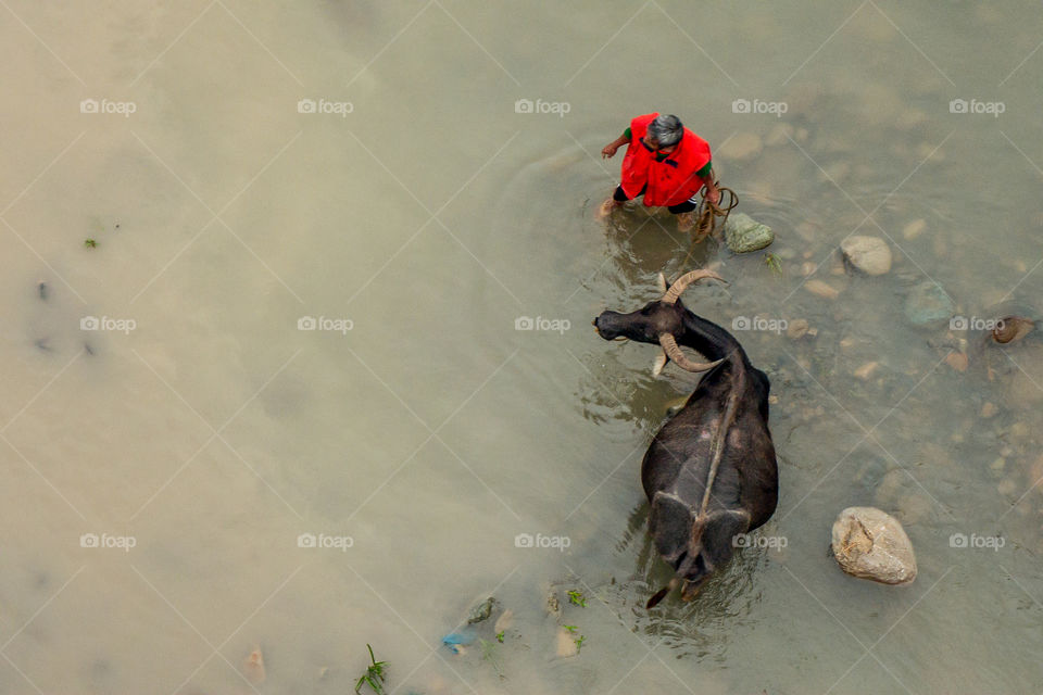 red carabao