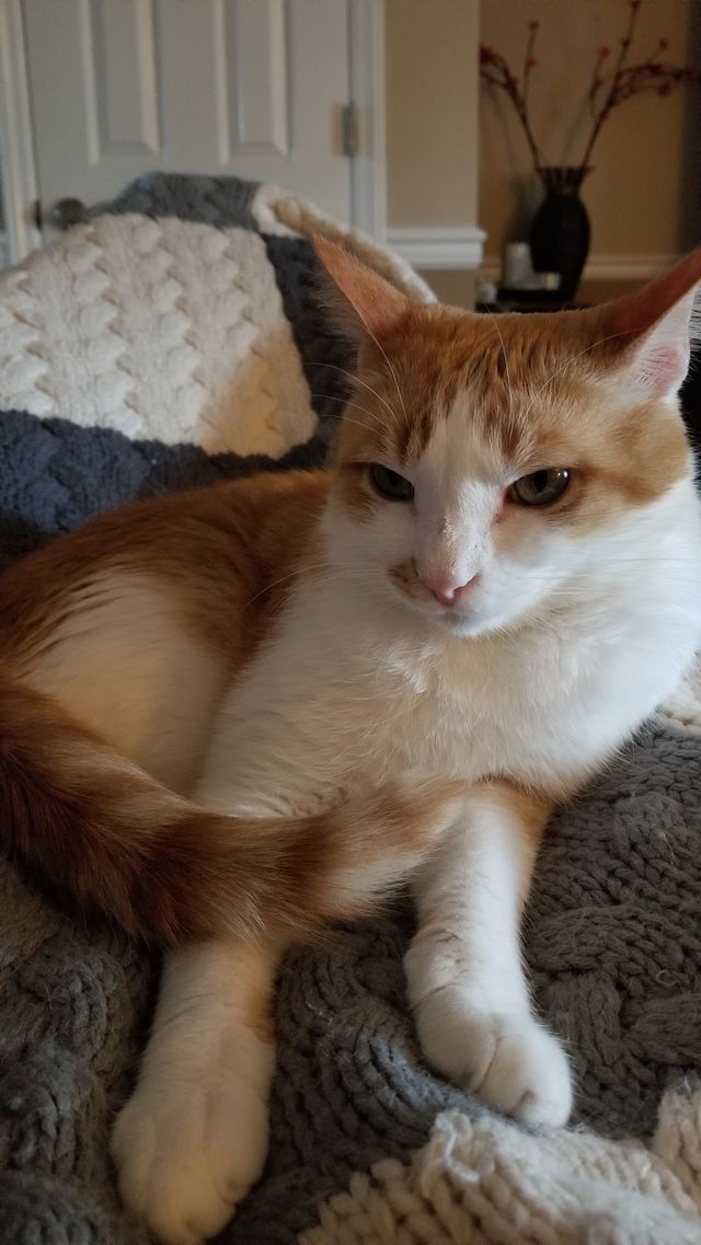 Staring Cat