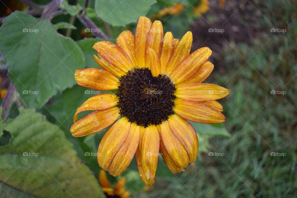 Interesting yellow flower in fall