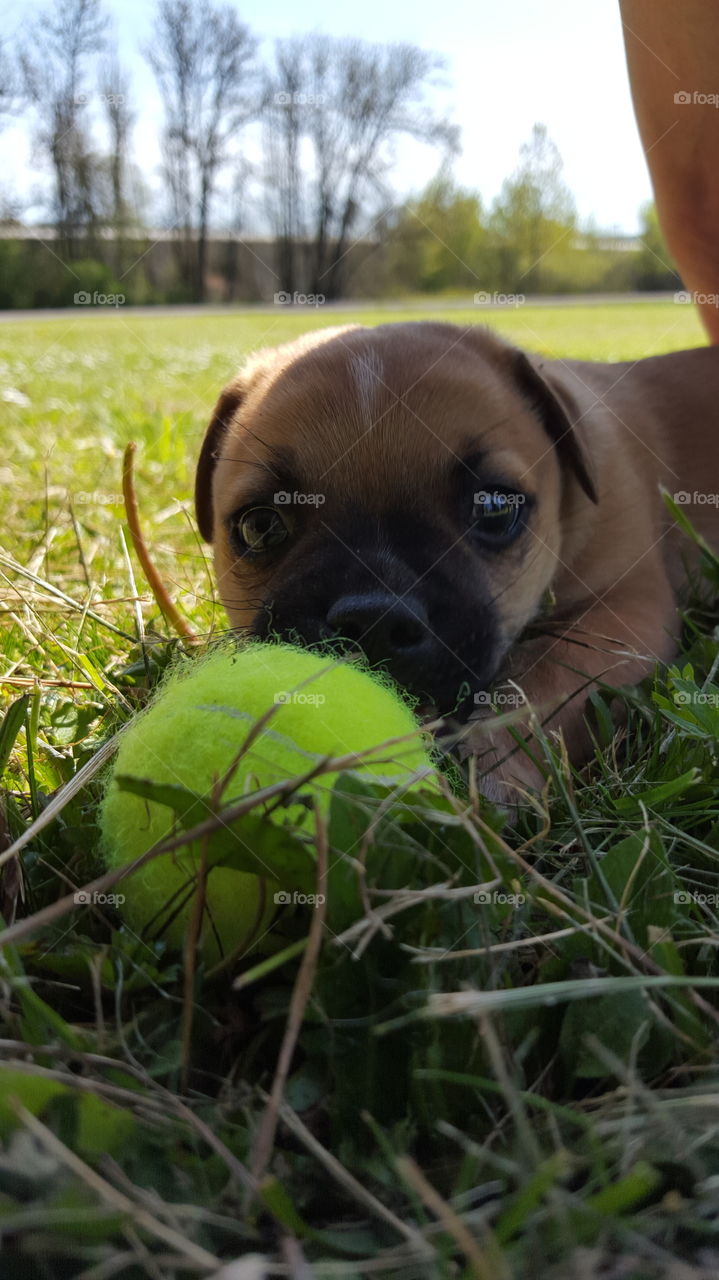 Puppy with ball