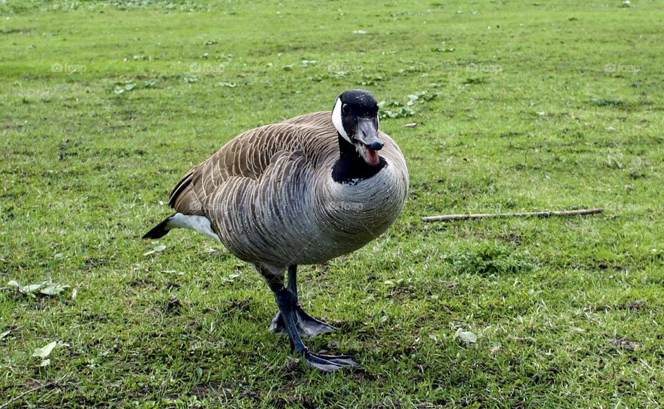 This Canada Goose was not impressed with my slow and quiet approach!