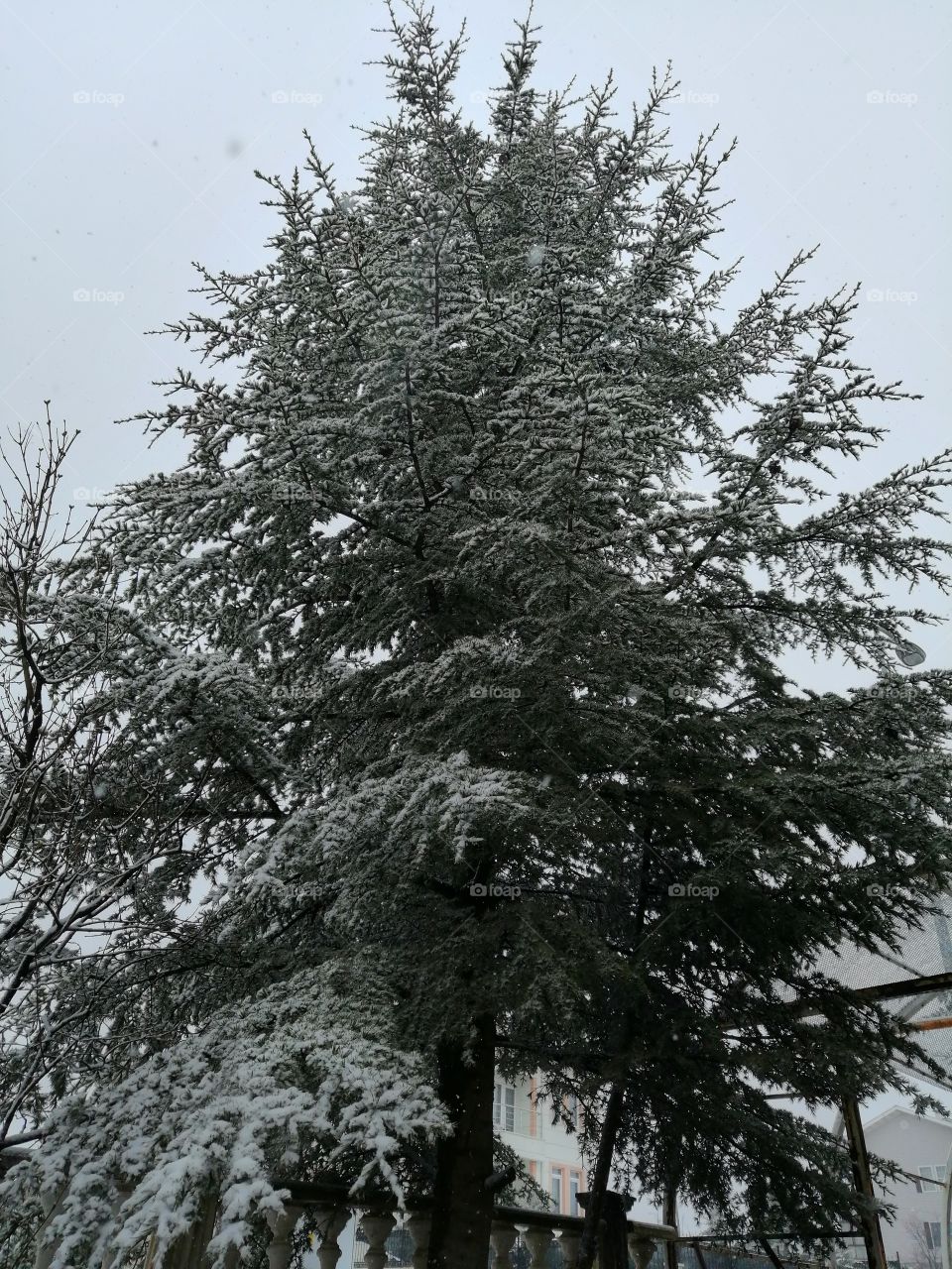 Cold pine tree