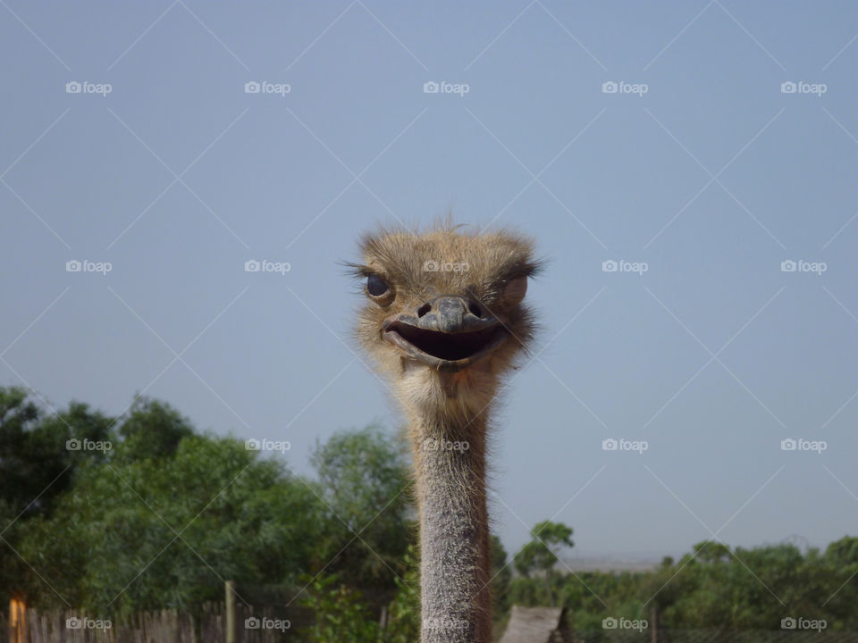 zoo ostrich tunisia winking by kimley