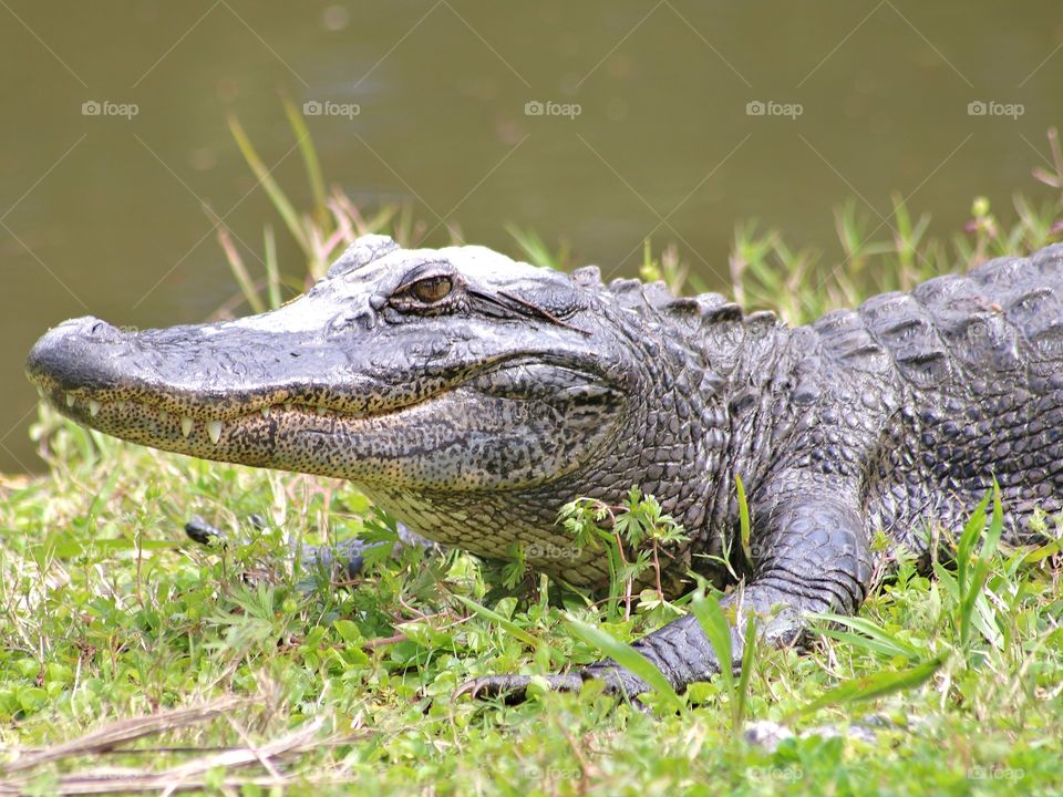 Alligator profile