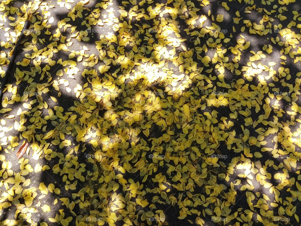 multiply petals falled on the ground reflecting its color with at noon sun light cover some area by tree shadow