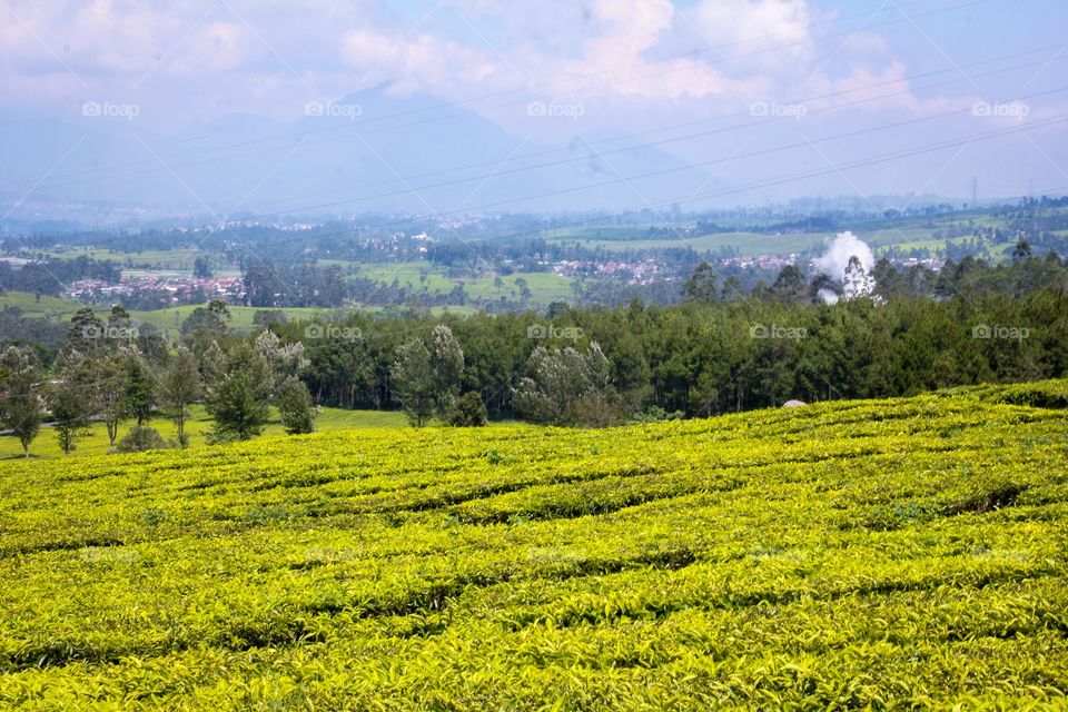 tea plantation