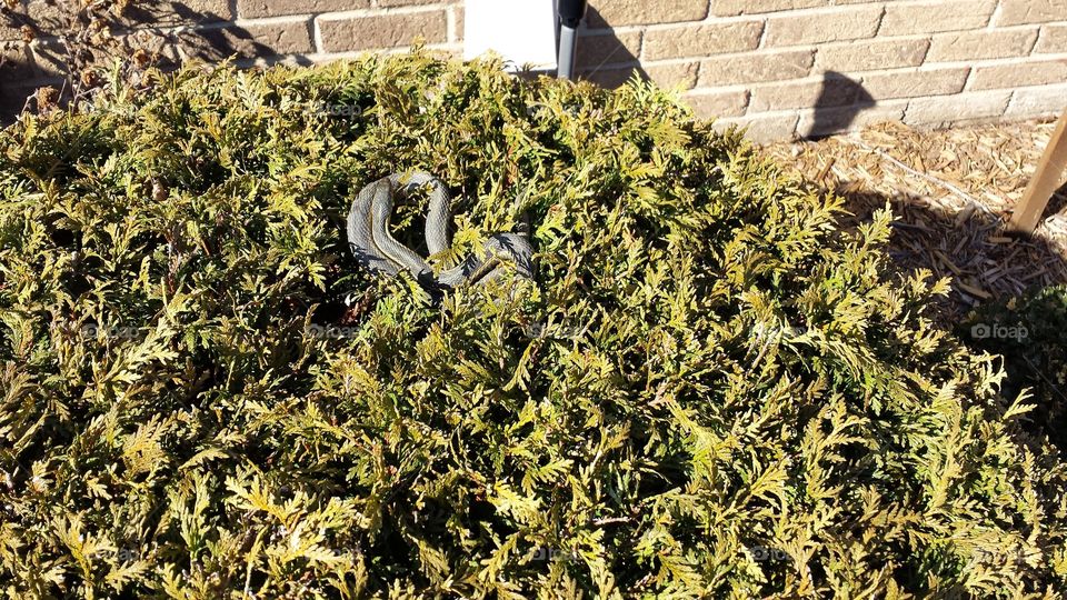 Pet snake . Garter snake in my shrubs