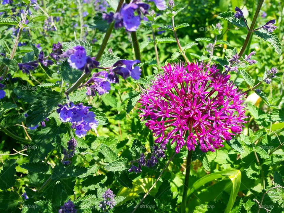 purple blue wildflowers