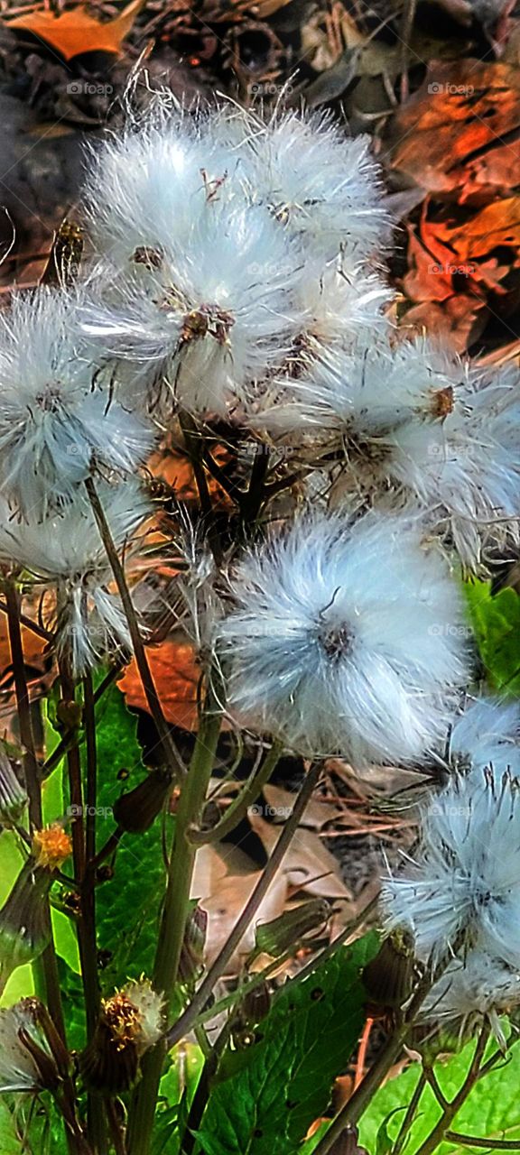 blue/white fluff