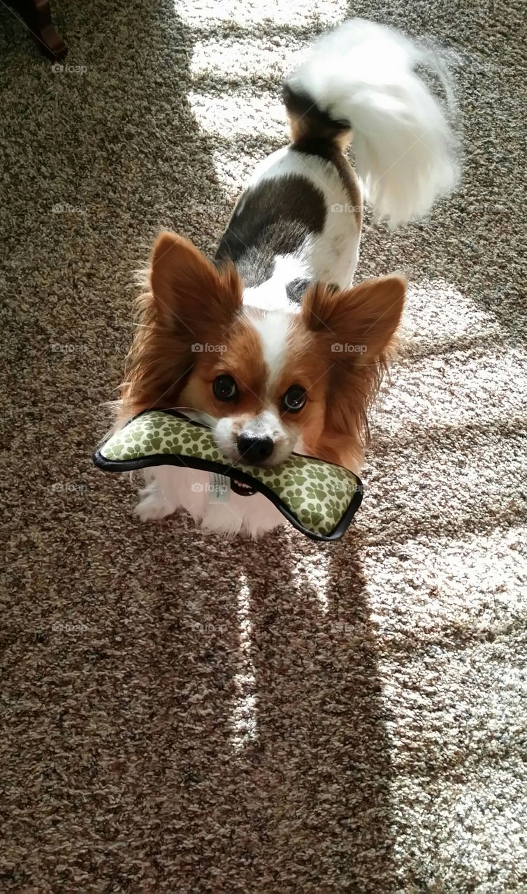 Dog playing with toy