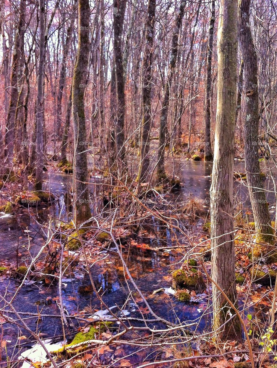 Dinosaur State Park, CT