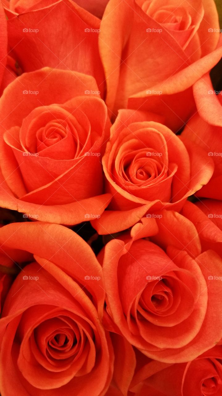 indian red Rose. bunch of Rose's