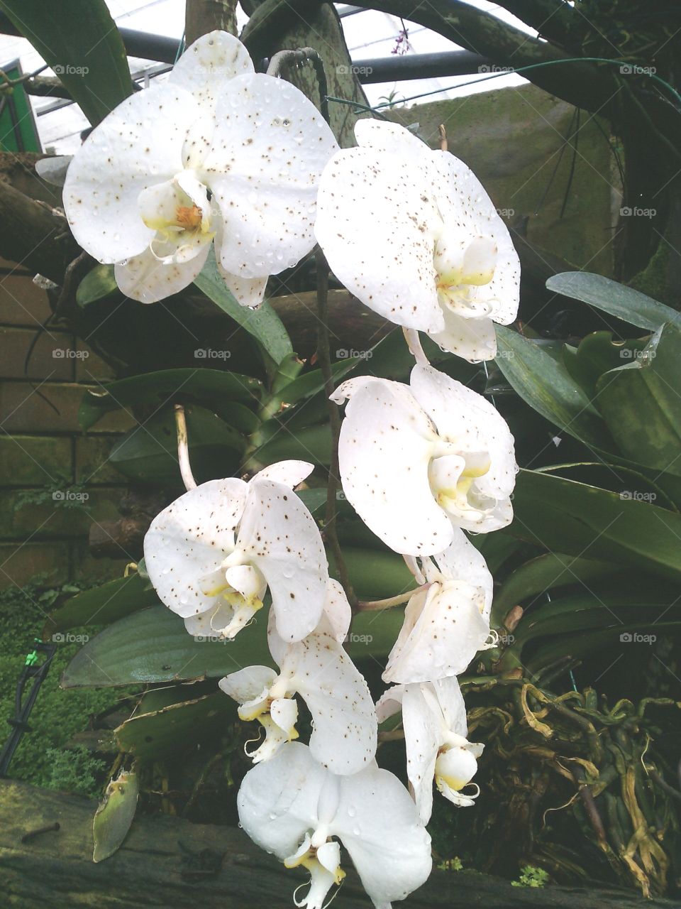 Close up of orchid flower