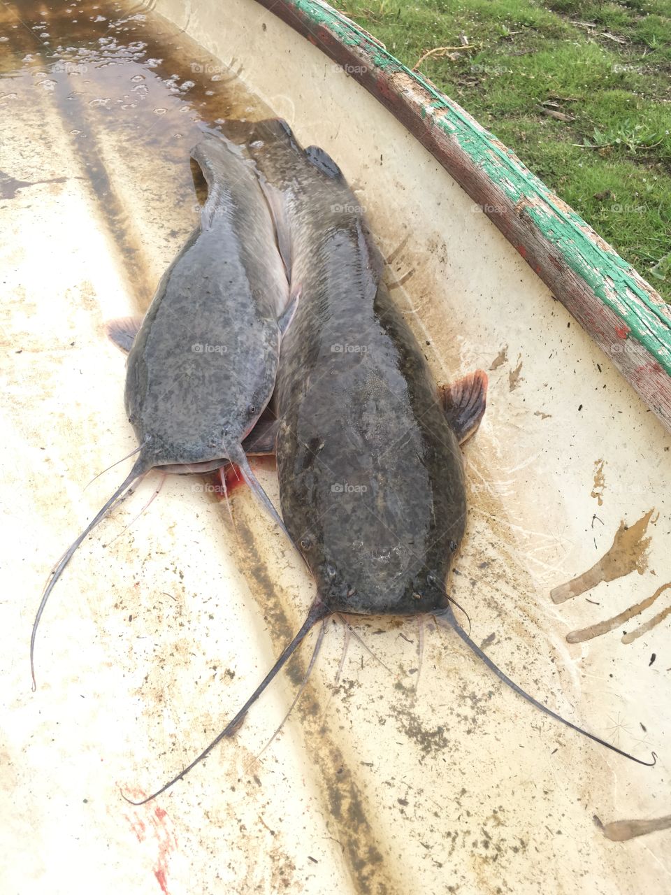 Two caught catfish