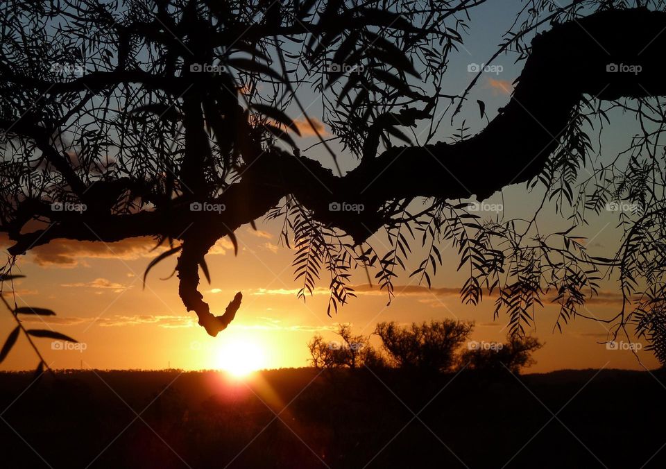 Sunset through the Tree