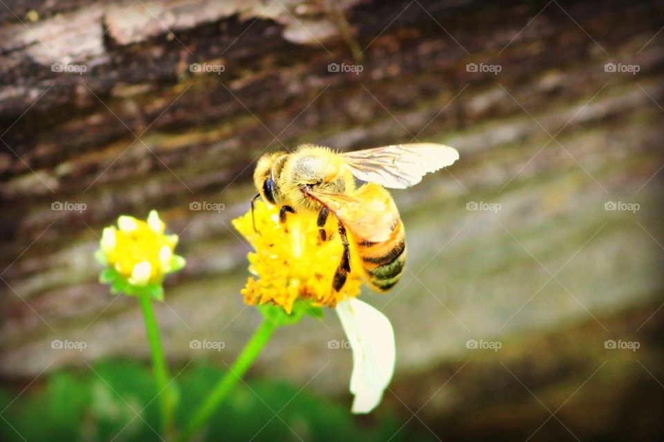 Bee