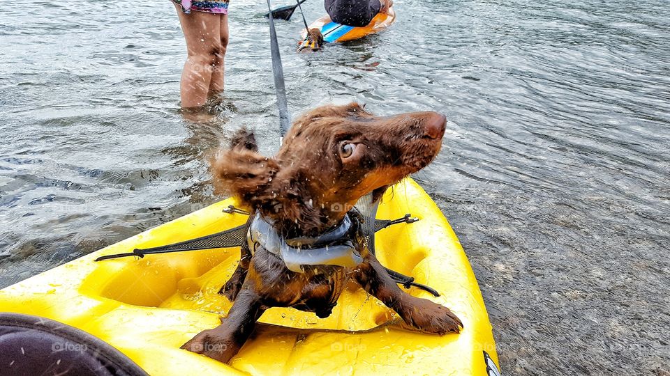 sporty dog