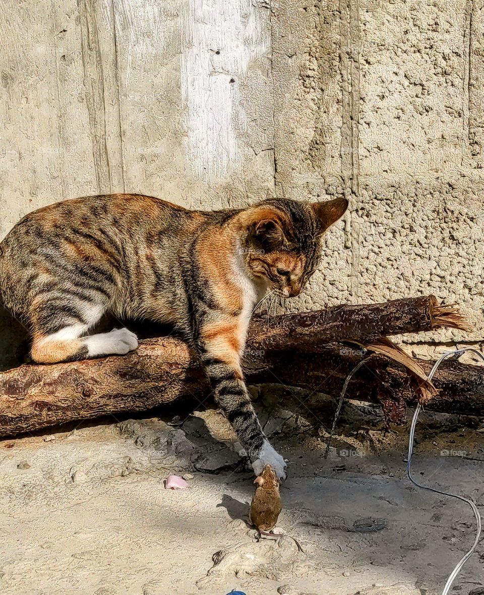 Cat beauty A wonderful shot of the cat playing with the mouse. I hope you like it