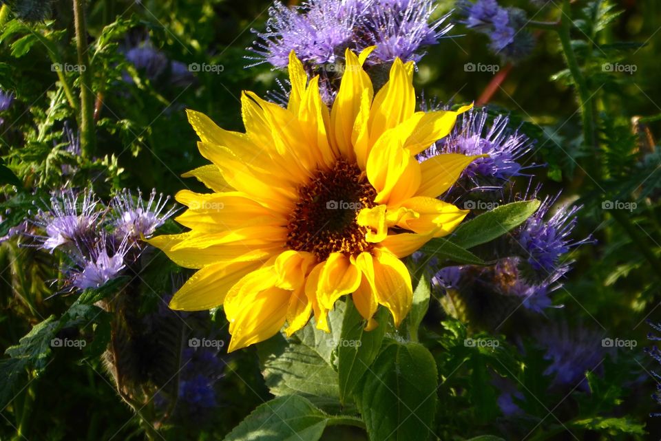 Sunflower and thistle