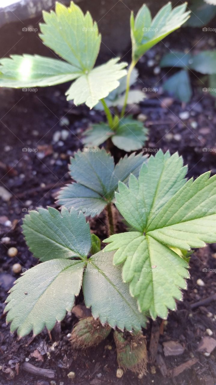 Strawberry plant  leaves