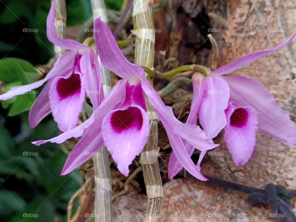 The three baby birds seem to be chirping and waiting to be fed.(Dendrobium nobile)