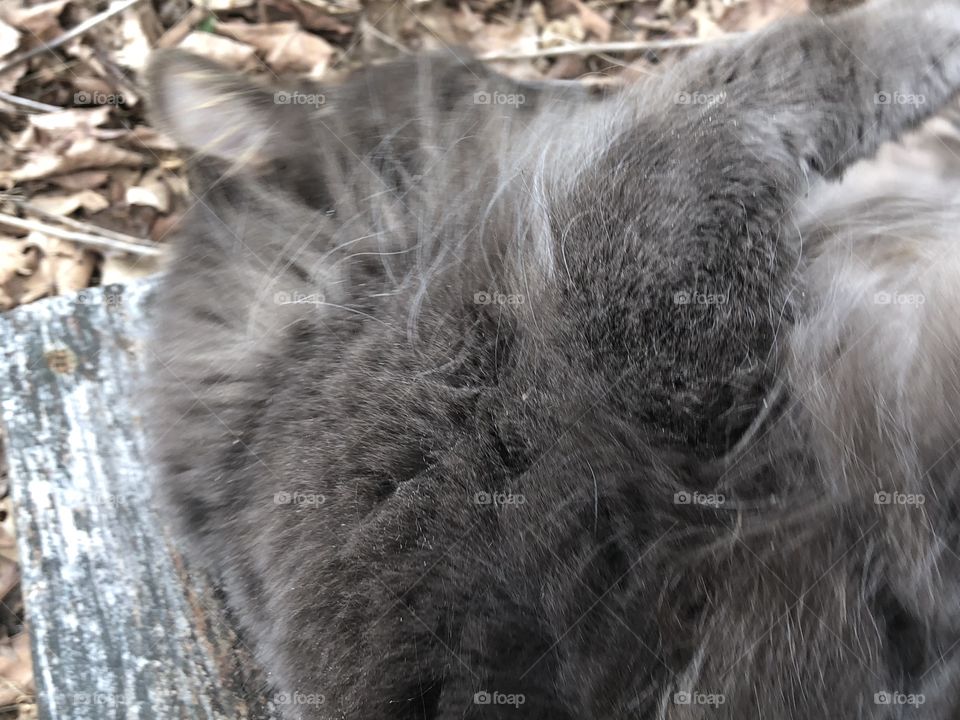 Cute gray kitty doing kitty things