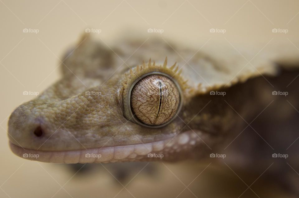 Crested Gecko Upclose