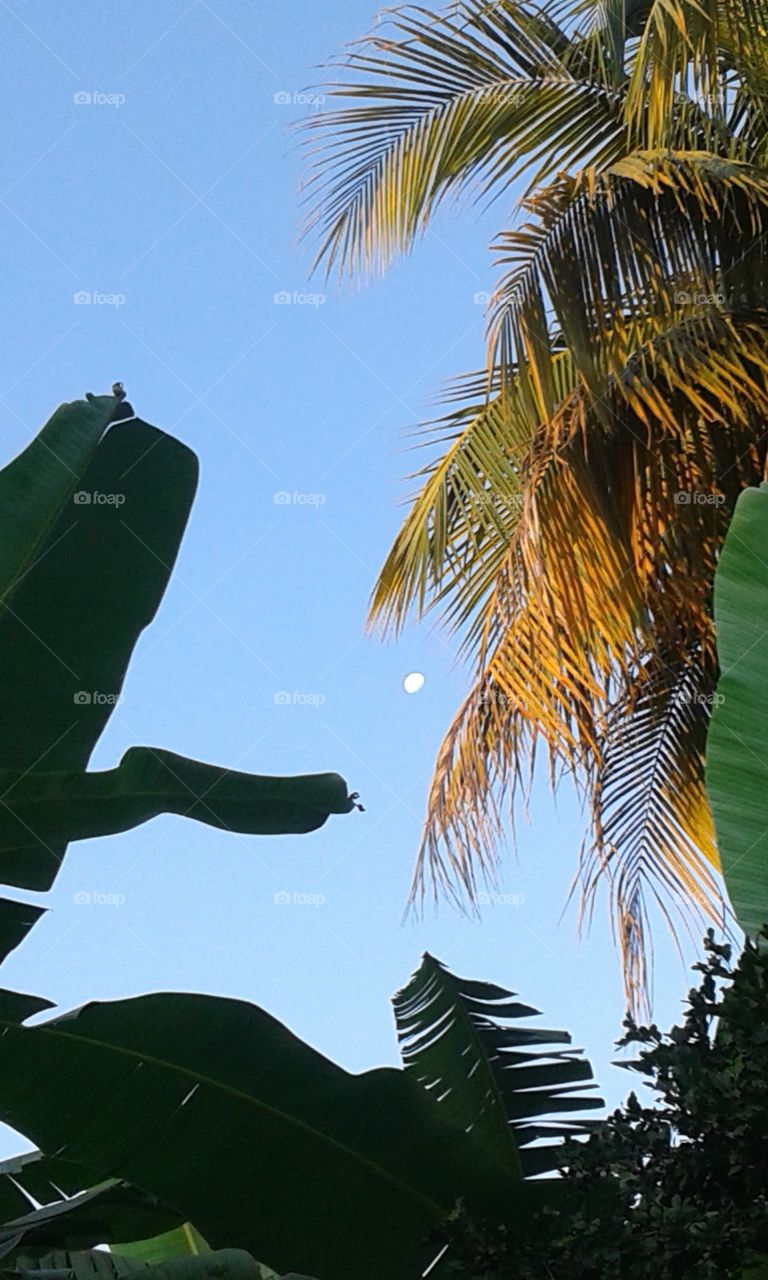 Tropical, Palm, Exotic, No Person, Tree