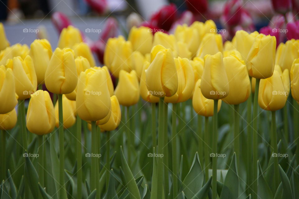 yellow tulips