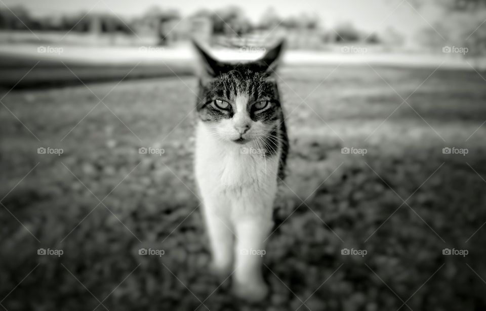 Tabby in Black and White