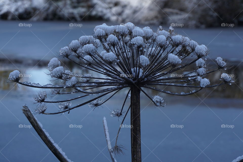 Arctic conditions in the UK ... Freezing cold February  2019 ... beautiful unpredictable nature ...