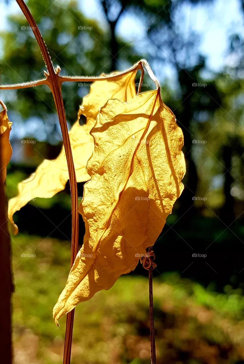 dry leaves