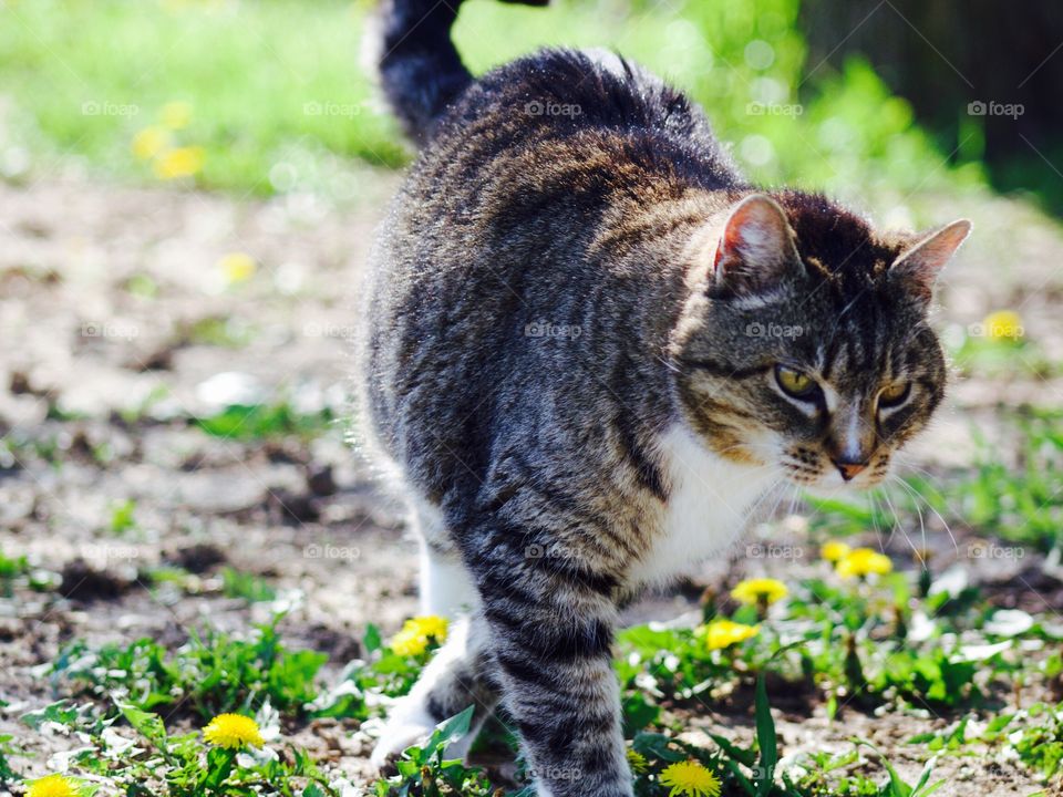 Summer Pets - grey tabby cat walking against a blurred and misty background, rural setting