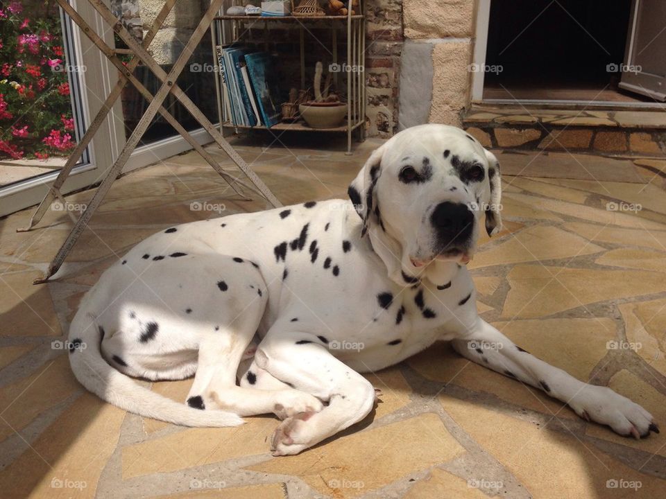 Dalmatian dog