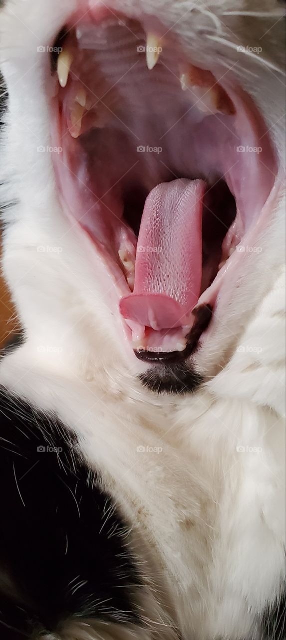 Cat tongue macro