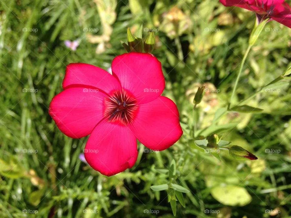 Red poison