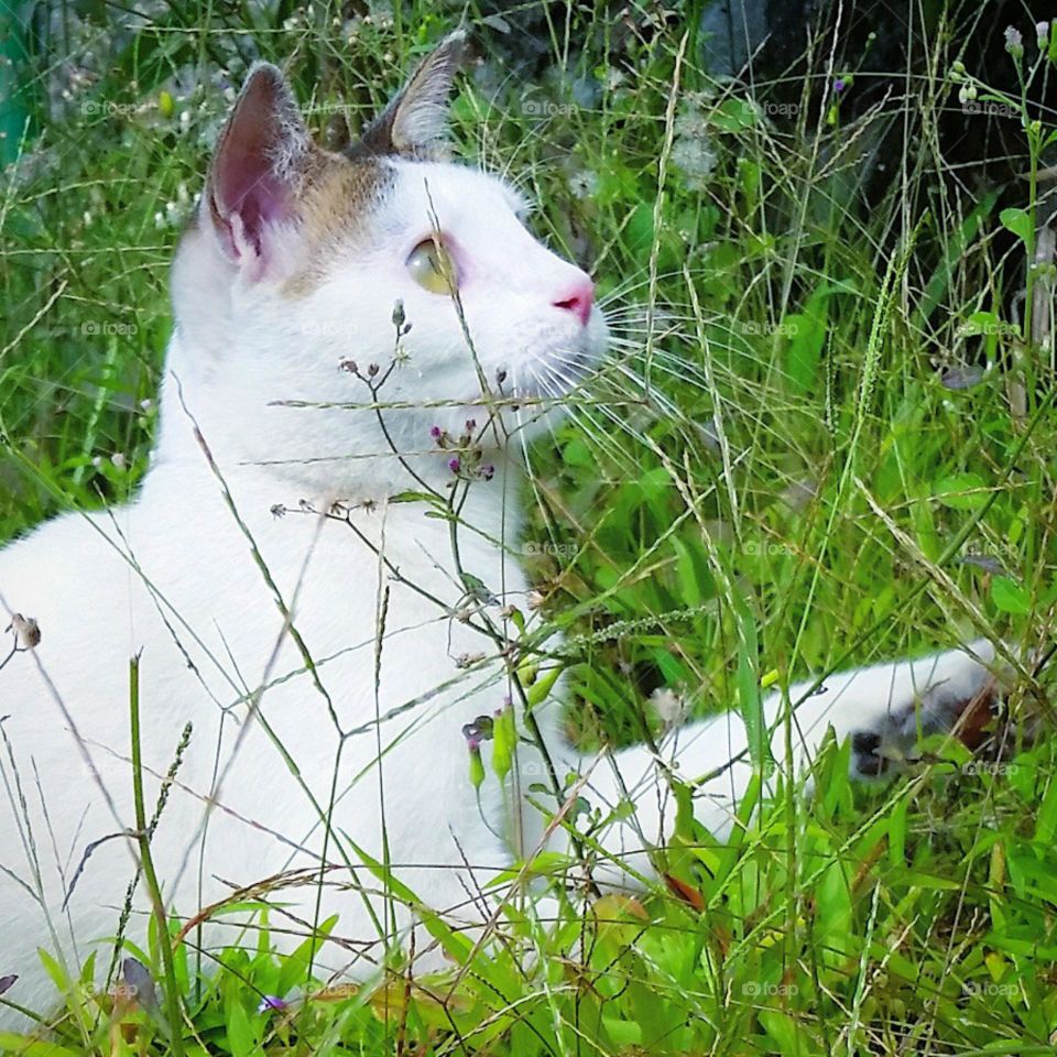 Cat in the middle of tropical plant and weeds...
