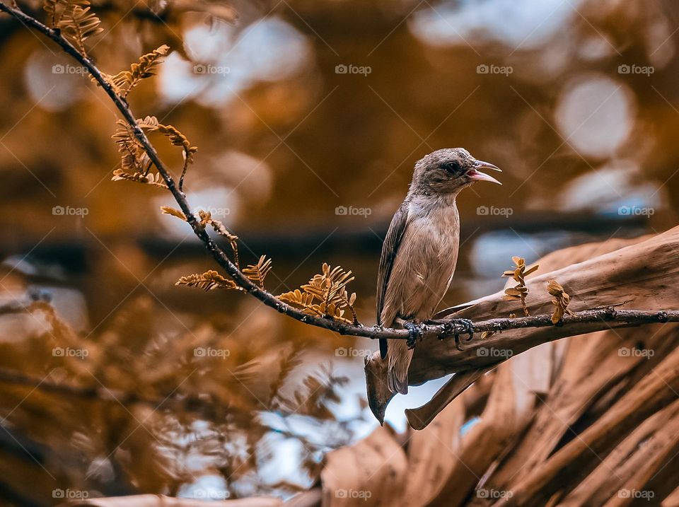 Bird photography  - Fall Season - Withering shades