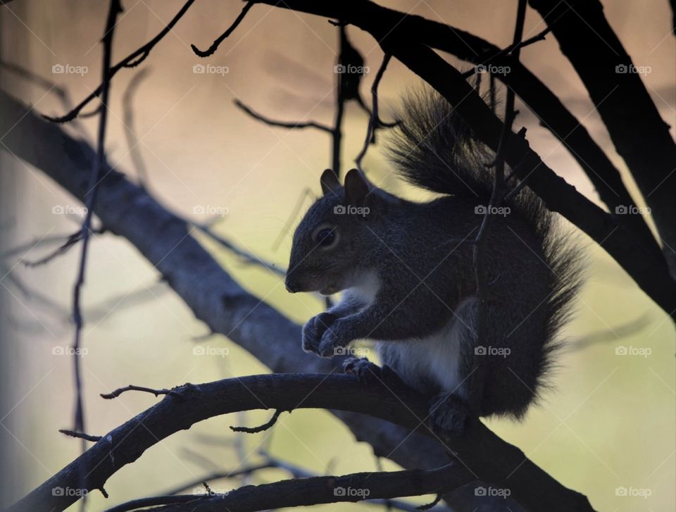 Squirrel on tree