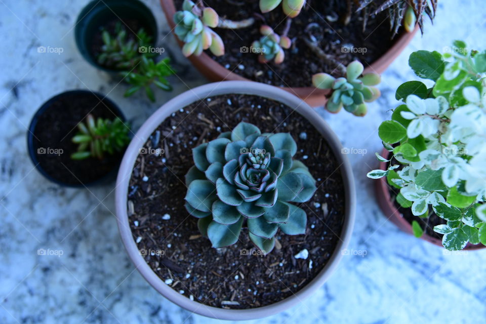 Succulents in pots