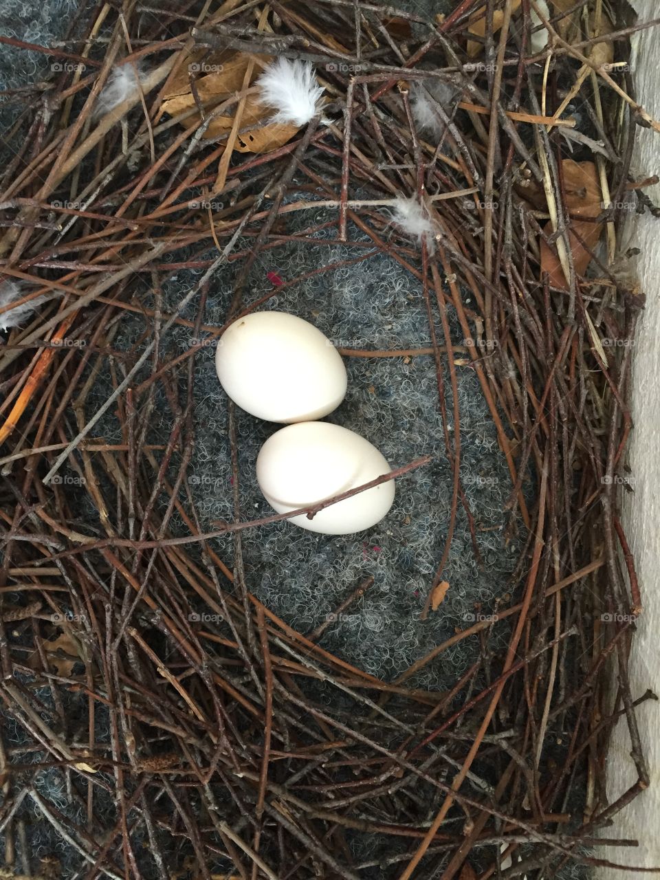 Nest