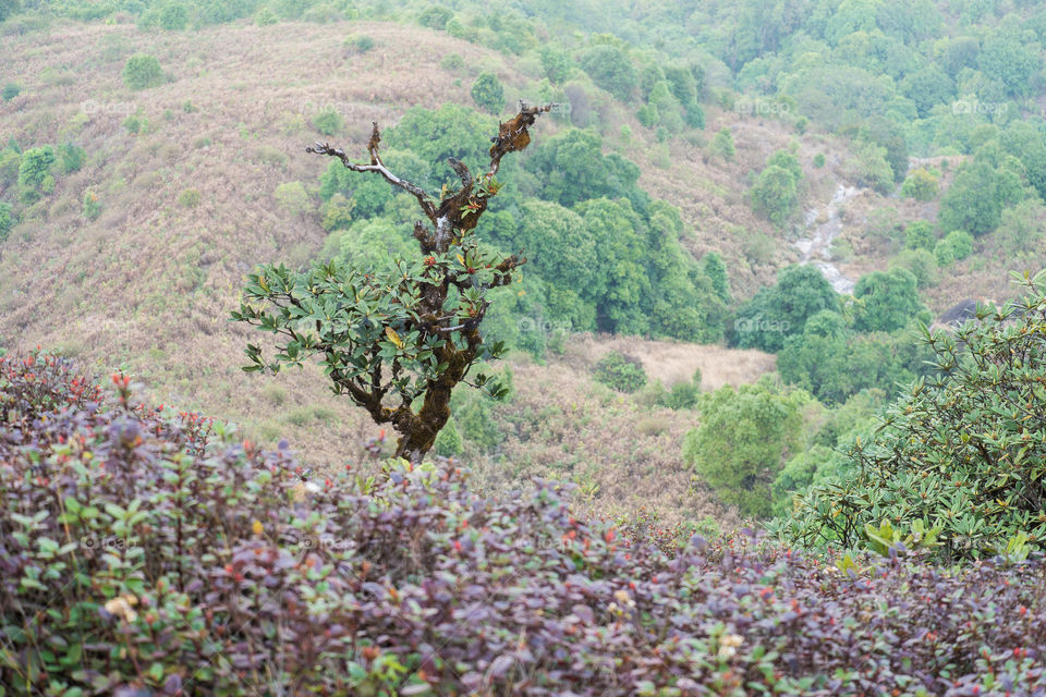 A tree on the mountain