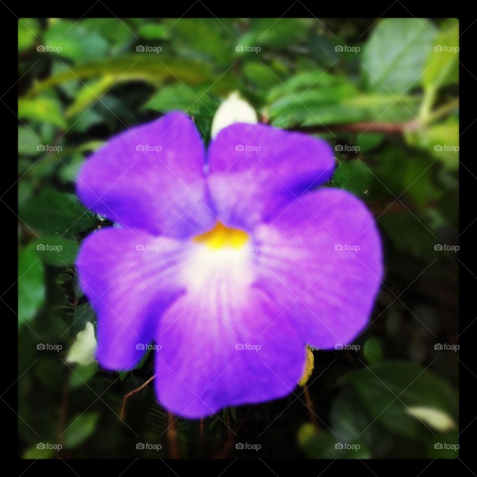 Purple flower. At Eden Project